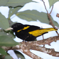 Yellow-winged Cacique